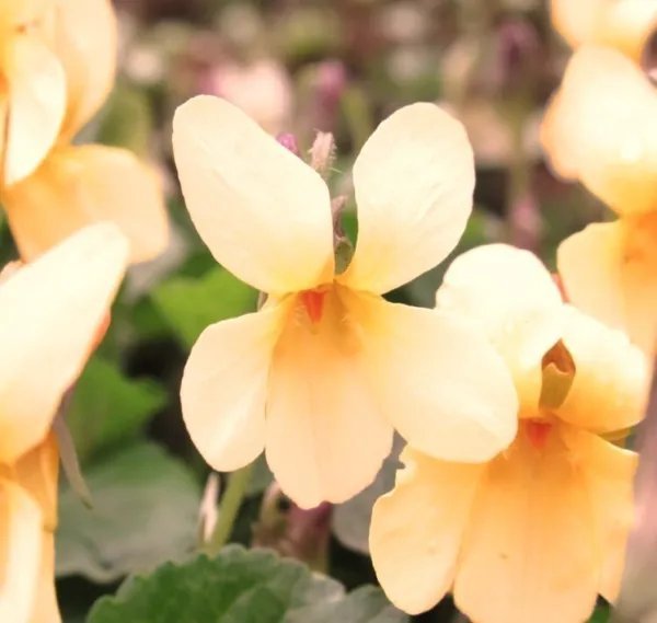 15+ Sweet Violet 'Irish Elegance' Seeds Rare And Fragrant Viola Odorata Fresh Garden