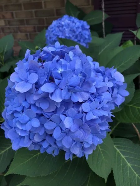 6 Blue Hydrangea Rooted Cuttings Bright Blue & Well Rooted Fresh Garden
