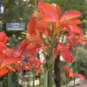 Canna Lily ‘Tropical Salmon’ Live Starter Plant Deep Rosy Orange Flowers Fresh Garden