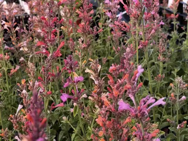 50+ Agastache Aurantiaca &acirc;��Fragrant Carpet Mix&acirc;�� Bright Fiery Colored Mix Fresh Garden