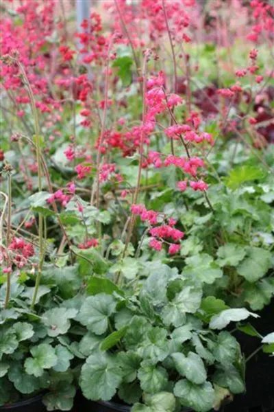 100+ Coral Bells &acirc;��Bressingham Hybrids&acirc;�� Seeds Beautiful Color Mix Old Fashioned Fresh Garden