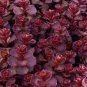 50+ Stonecrop ‘Voodoo’ Seeds Sedum Spurium Blood Red Leaves Crimson Blooms Fresh Garden