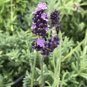 French Lavender ‘Provence’ Live Plant Tall Fragrant Lavandula X Intermedia Fresh Garden
