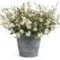 Gaura ‘Monarch White’ Wandflower Live Plant Bright White Elegant Flower Sprays Fresh Garden