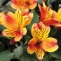 Alstroemeria Summer Paradise ‘Indian Summer’ Live Plant 4” Pot Fiery Colors Fresh Garden