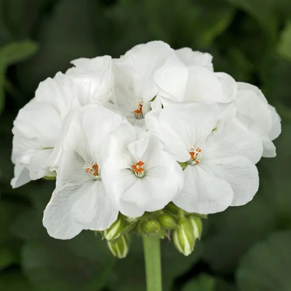 Geranium &acirc;��Patriot White&acirc;�� Live Plant Bright Crystal White Zonal Geranium Fresh Garden