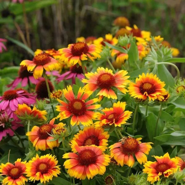 Blanket Flower 'Mesa Bright Bicolor' Live Plant Gaillardia X Grandiflora Fresh Garden