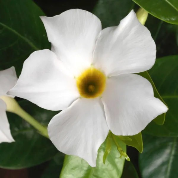 Mandevilla (Dipladenia) &acirc;��Madinia White&acirc;�� Live Plant Well Rooted Starter Plant Fresh Garden