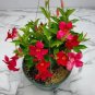 Mandevilla (Dipladenia) ‘Opal Vining Merlot’ Live Plant Well Rooted Healthy Vine Fresh Garden
