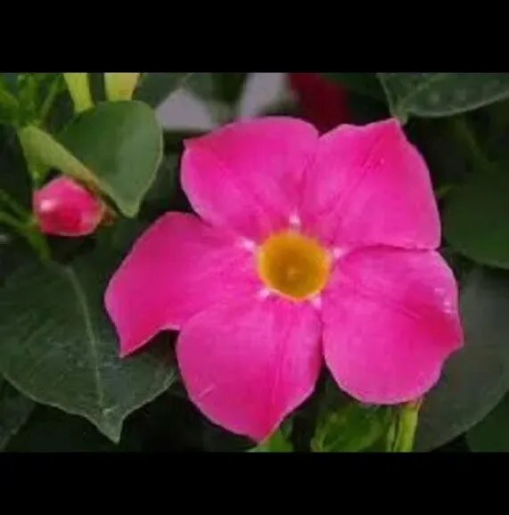 Mandevilla ‘Bella Grande Pink’ Live Plant Well Rooted Fresh Garden