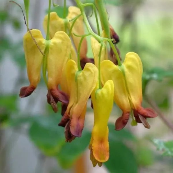 30+ Golden Tears Bleeding Heart Vine Seeds Dicentra Scandens Rare Gold