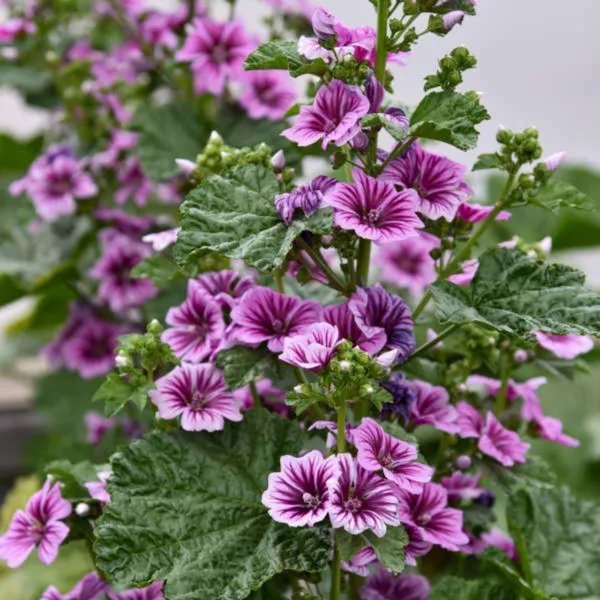 50+ Zebra Mallow 'Zebrina' Seeds Malva Sylvestris Gorgeous Medicinal Plant Fresh Garden
