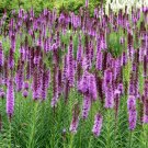 30+ Blazing Star 'Floristan Violet' Seed Liatris Spicata Long Stem Gayfeather Fresh Garden