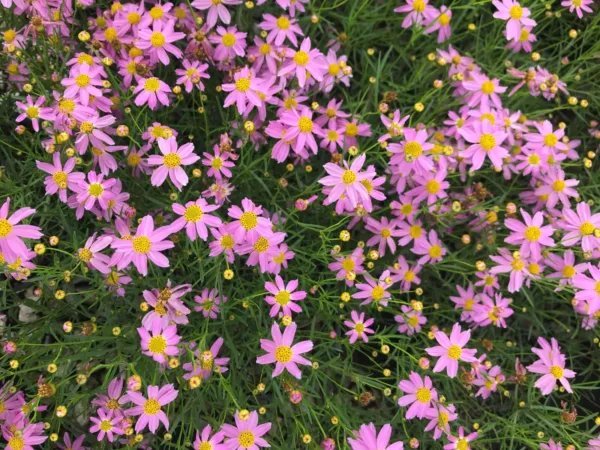 100+ Pink Coreopsis 'American Dream' Coreopsis Rosea Pink Tickseed Cultivar Fresh Garden