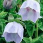 50+ Bonnet Bellflower 'Lilac Eyes' Codonopsis Clematidea Twining Perennial Fresh Garden