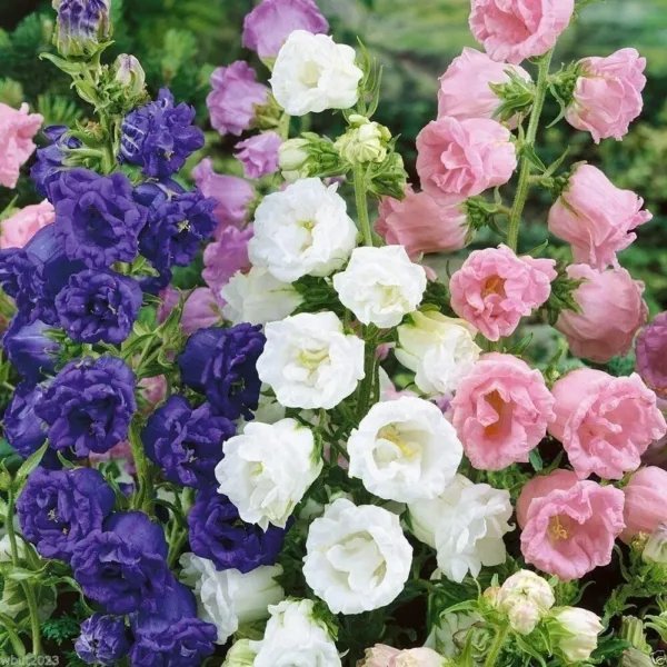100+ Bellflower 'Double Mixture' Campanula Medium Double Flowered Mix Fresh Garden