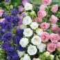 100+ Bellflower 'Double Mixture' Campanula Medium Double Flowered Mix Fresh Garden