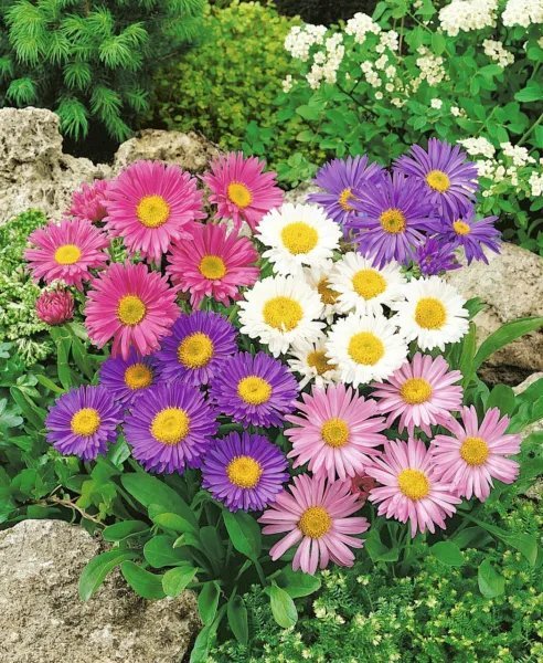 100+ Aster 'Formula Mix' Seeds Aster Alpinus Choice Color Mix Fresh Garden