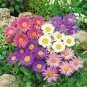 100+ Aster 'Formula Mix' Seeds Aster Alpinus Choice Color Mix Fresh Garden