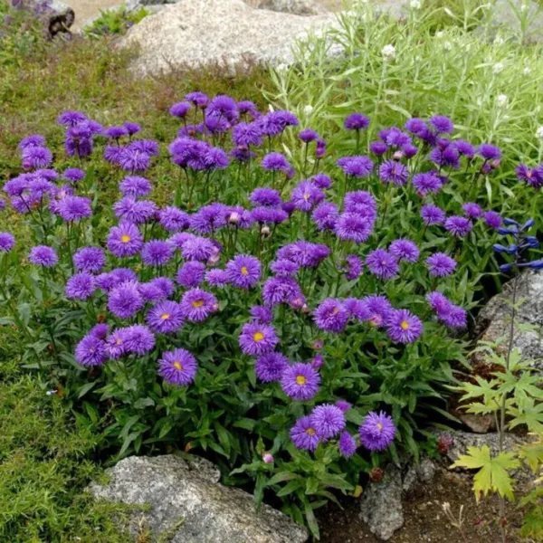 100+ Aster 'Dark Beauty' Seeds Aster Alpinus 'Dunkle Sch&Atilde;&para;ne' German Hybrid Fresh Garden