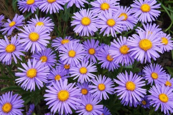 100+ Blue Alpine Aster Seeds Aster Alpinus Award Winning Purple Aster Fresh Garden