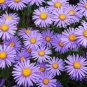 100+ Blue Alpine Aster Seeds Aster Alpinus Award Winning Purple Aster Fresh Garden