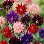 50+ Columbine 'Barlow Choice' Mix Seeds Aquilegia Barlow Series Double Flowers Fresh Garden