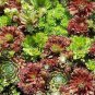 50+ Seeds Winter Hardy Stoneleek Succulent Mix 'Hippie Chicks' Sempervivum Fresh Garden