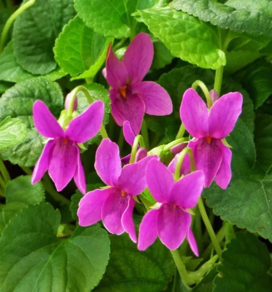 30+ Viola Odorata Rubra Flower Seeds Sweetly Scented Rose Colored Violet Fresh Garden