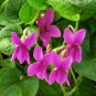 30+ Viola Odorata Rubra Flower Seeds Sweetly Scented Rose Colored Violet Fresh Garden