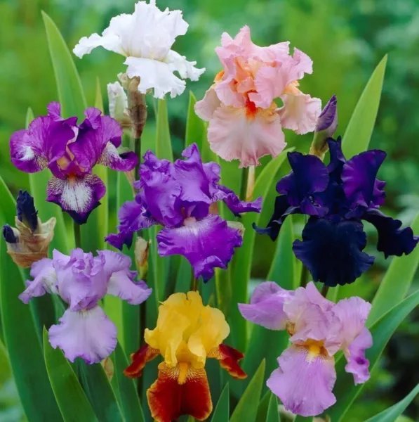 12+ Bearded Iris Rainbow Mix Large Choice Rhizomes Wide Variety Of Colors Fresh Garden