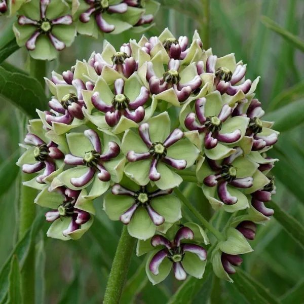 20+ Spider Milkweed Seeds Asclepias Asperula Sw Native Butterfly Host Plant Fresh Garden