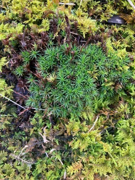 Live Woodland Moss Blend For Terrarium Vivarium Generous Portions Fresh Garden