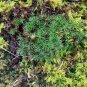 Live Woodland Moss Blend For Terrarium Vivarium Generous Portions Fresh Garden
