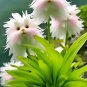 pink white Cat'S Eye Flowers Floral Planting 200 Authentic Seeds Fresh Garden