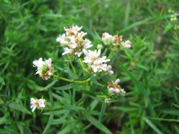 Fresh Mint Mountain Mint Wild Herb Shade/Sun 300 Seeds Garden