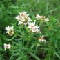Fresh Mint Mountain Mint Wild Herb Shade/Sun 300 Seeds Garden
