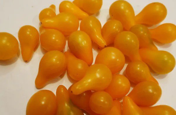 Fresh Tomato Yellow Pear Heirloom 85 Seeds Usa Buy Any 10 = Garden