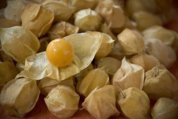 Fresh Cherry Ground Cherry Cape Gooseberry 210 Seeds Garden