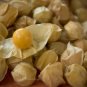 Fresh Cherry Ground Cherry Cape Gooseberry 210 Seeds Garden
