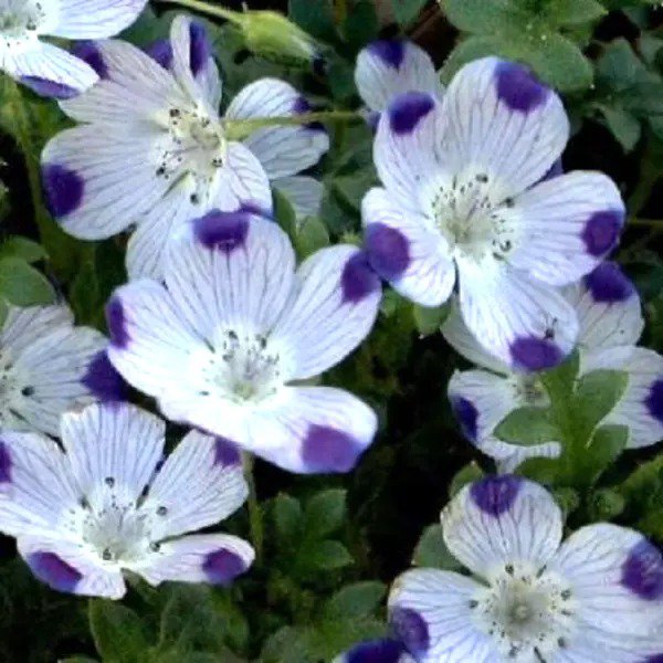 Fresh Five Spot Unusual Eye Catching Purple Flower 125 Seeds Garden