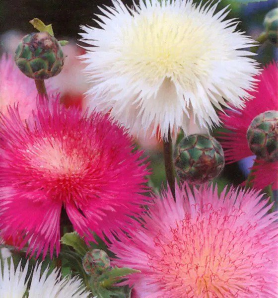 Fresh Sweet Sultan Fragrant Cut Flower 110 Seeds Garden
