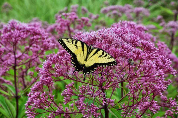 Fresh Joe Pye Weed Pink Flower Perennial Attracts Butterflies 165 Seeds Usa Garden