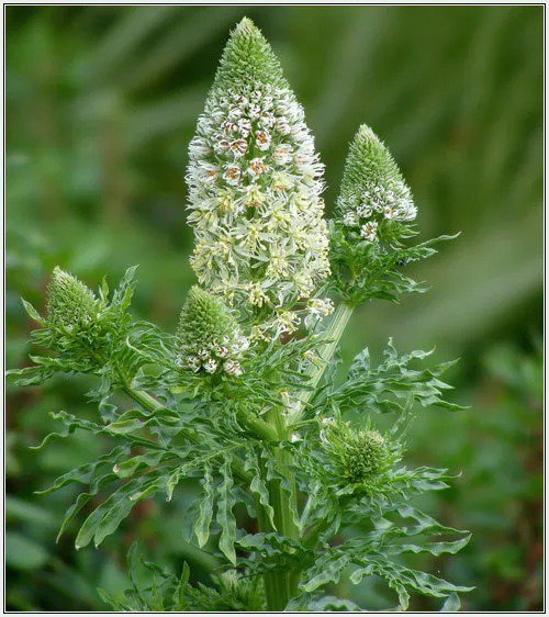 Fresh Mignonette Sweet Mignonette Reseda Odorata 285 Garden