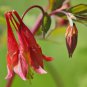 Fresh Columbine Wild Red Canadian Perennial 100 Seeds Garden