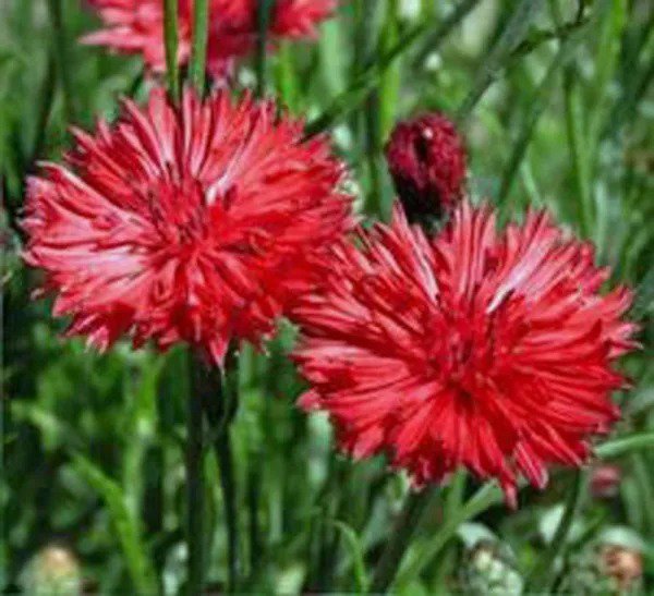 Fresh Bachelor Red Bachelor'S Buttons Multiple Red Flowers Bushy 120 Seeds Usa Garden