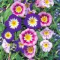 Fresh Morning Glory Dwarf Ensign Mix 25 Seeds Garden