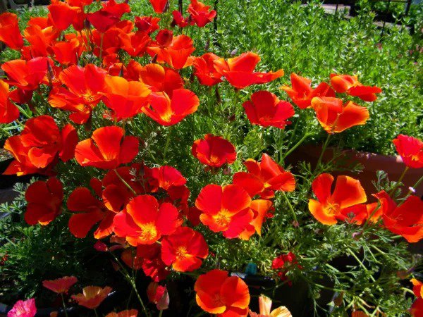 Fresh Poppy California Red Chief Annual Flower 275 Seeds Garden