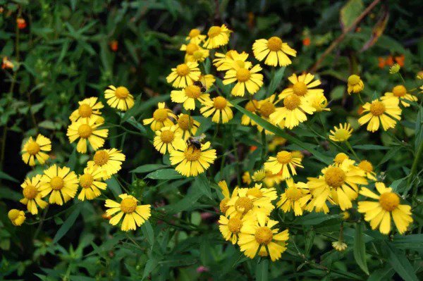 Fresh Sneezeweed Helen'S Flower Yellow Flower Sneeze Weed 320 Seeds Garden