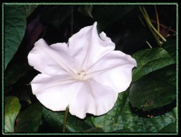 Fresh Moonflower Night Bloom Vine White Flower Fragrant 18 Seeds# Garden